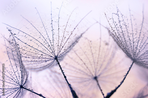 Mniszek lekarski w kroplach wody, tapeta, dekoracja.