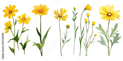 Collection of vibrant yellow wildflowers