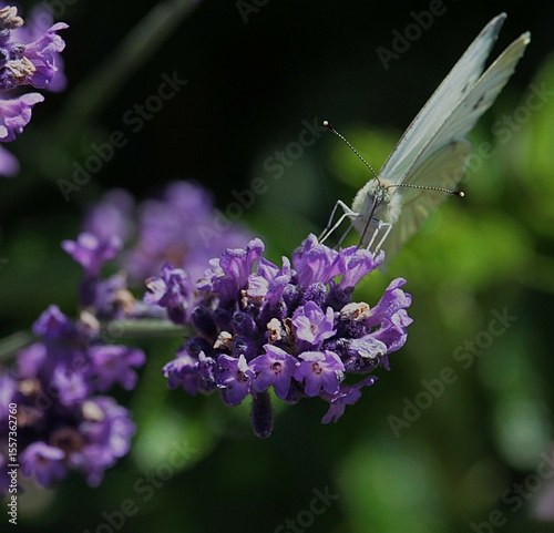 face au papillon