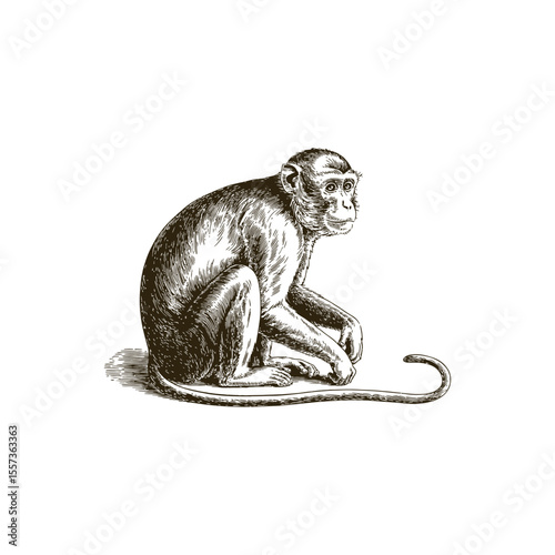 Vintage engraving woodcut monkey vector illustration art design