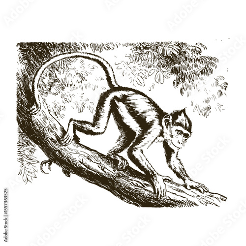 Vintage engraving woodcut monkey vector illustration art design