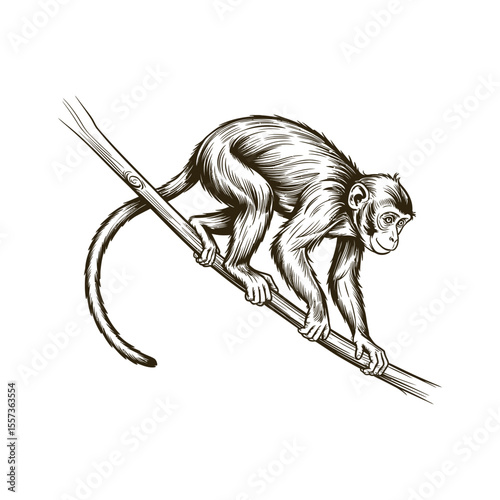 Vintage engraving woodcut monkey vector illustration art design