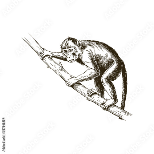 Vintage engraving woodcut monkey vector illustration art design