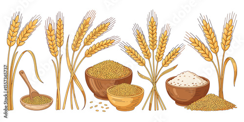 A Detailed Illustration of Wheat From Grain to Flour, a Comprehensive Visual Guide