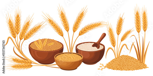 A Detailed Illustration of Wheat From Grain to Flour