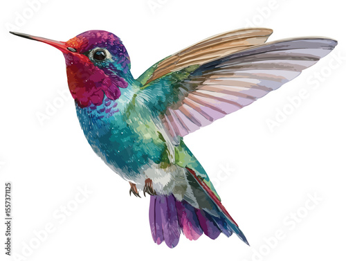 humming bird vector art