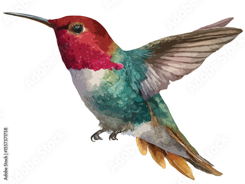humming bird vector art