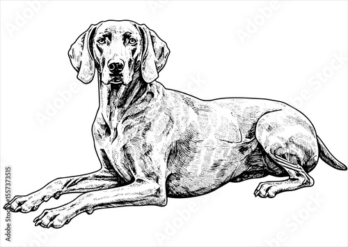weimaraner dog pet portrait engraving intricate retro hand drawn style line art black and white vector illustration, isolated on white background