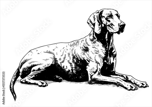 weimaraner dog pet portrait engraving intricate retro hand drawn style line art black and white vector illustration, isolated on white background