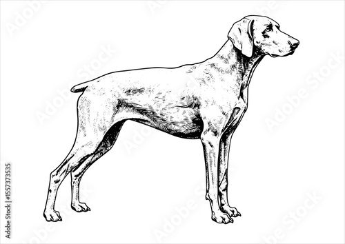 weimaraner dog pet portrait engraving intricate retro hand drawn style line art black and white vector illustration, isolated on white background