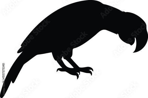 Black silhouette of a parrot perched with its beak pointed downward on white background