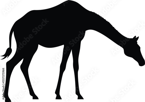 Elegant silhouette of a giraffe grazing against a clean white background depicting wildlife