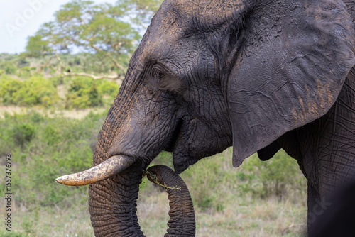 Elefant im Kruger Nationalpark