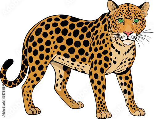 vector illustration of a leopard