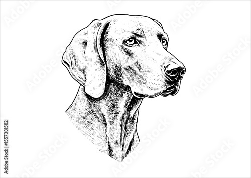  head weimaraner dog pet portrait engraving intricate retro hand drawn style line art black and white vector illustration, isolated on white background