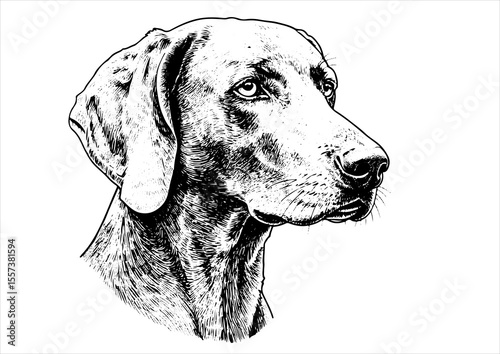  head weimaraner dog pet portrait engraving intricate retro hand drawn style line art black and white vector illustration, isolated on white background