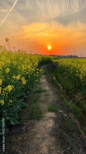 A vibrant field of yellow mustard flowers basking in the warm glow of a golden sunset. A beautiful, romantic scene of the countryside in spring.