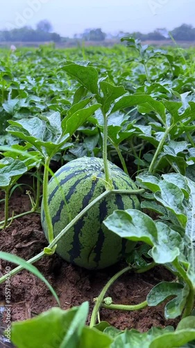 A large, ripe watermelon resting on the soil, nestled among its green leaves in a garden. Represents summer, freshness, and organic farming.