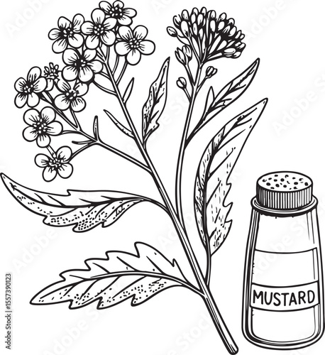 Mustard spice Vector Illustration, Sketch Drawing Line Linear Symbol Icon Engraving Coloring Book, Hand-drawn Black and White Isolated