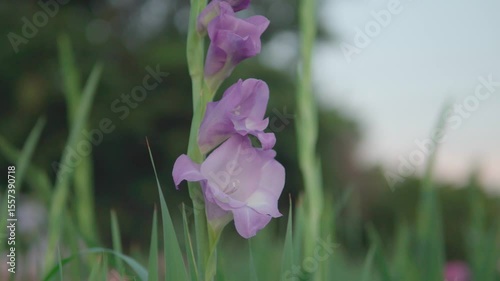 満開のグラジオラス