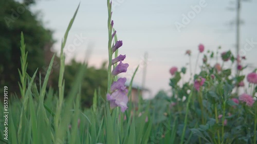 満開のグラジオラス