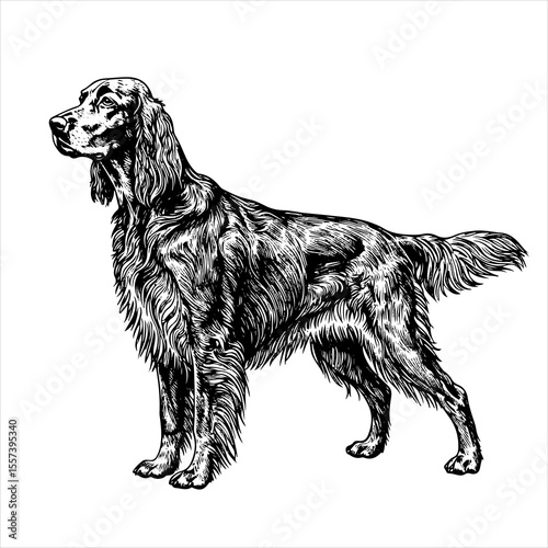  irish setter dog pet portrait engraving intricate retro hand drawn style line art black and white vector illustration, isolated on white background