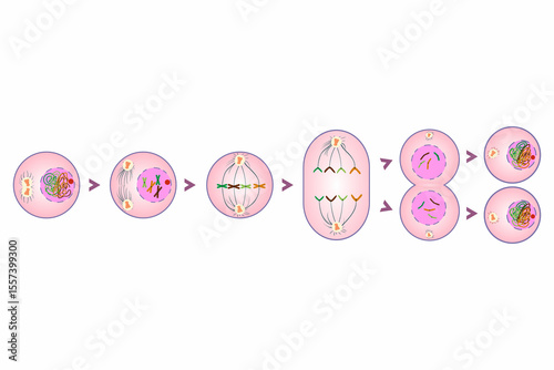 Fotografía diagram of stages of animal cell mitosis