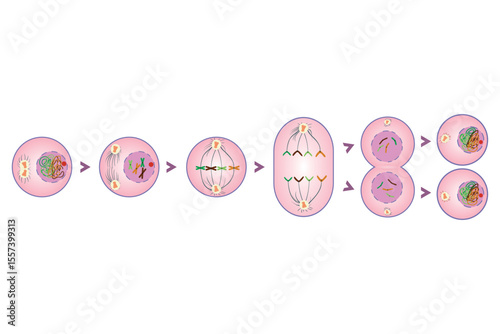 diagram of stages of animal cell mitosis