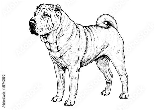 har pei dog pet portrait engraving intricate retro hand drawn style line art black and white vector illustration, isolated on white background