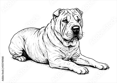 har pei dog pet portrait engraving intricate retro hand drawn style line art black and white vector illustration, isolated on white background