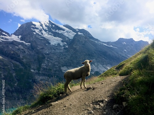 Curious Sheep Standing on an Alpine Mountain Trail with Snowy Peaks in the Swiss Alps