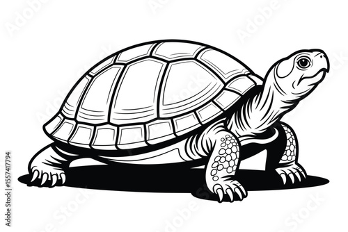 Black and white illustration of a tortoise with detailed shell and claws