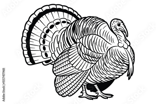 Black and white illustration of a turkey with fanned tail feathers