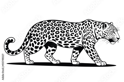 Black and white illustration of a walking leopard with spotted fur