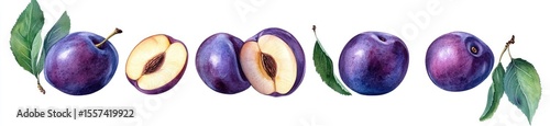 Watercolor illustration of whole and halved plums with leaves
