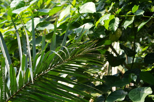 lush tranquil green wallpaper of jungle leaves