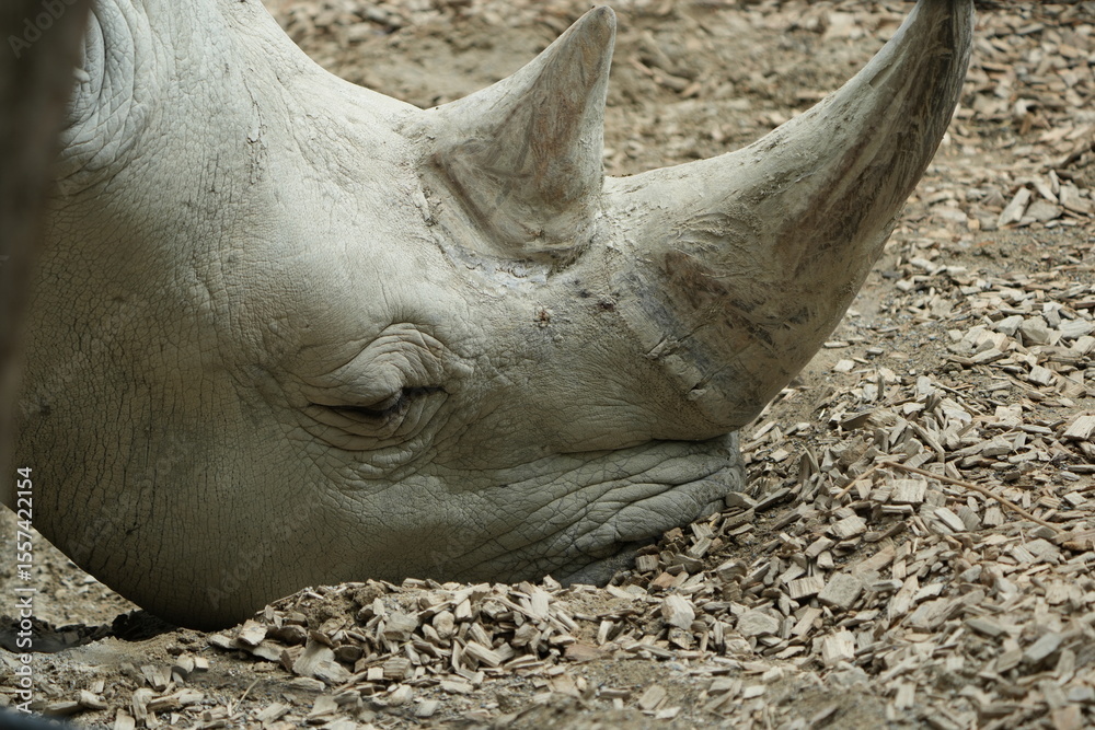 Fototapeta premium close up of a rhino in captivity, headshot, close up of a white rhino - southern white rhinoceros Ceratotherium simum simum