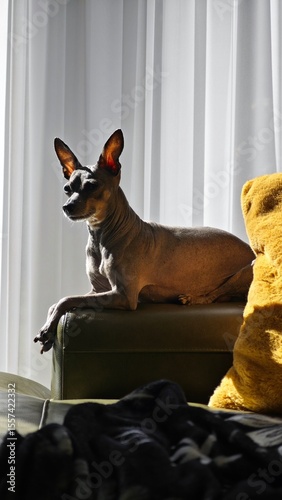 Prague Ratter Dog Relaxing on Sofa in Sunlight