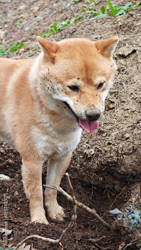 Shiba Inu with Muddy Nose After Digging a Hole in the Garden