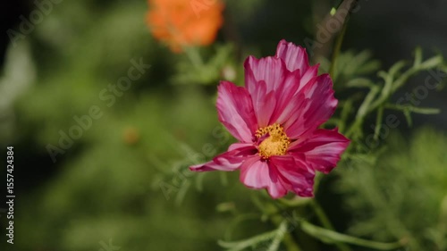 Pink flower with yellow center
