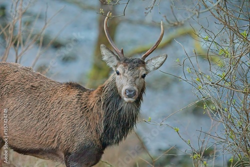 Red Deer (Cervus elaphus)