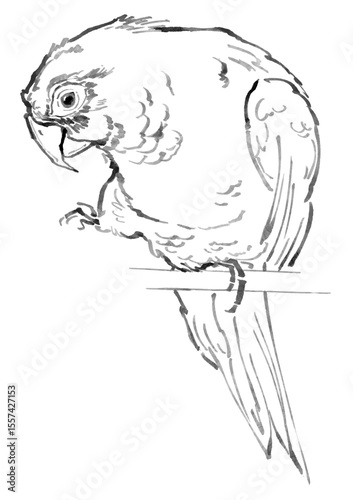 Hand-drawn sketch of a parrot perched on a branch