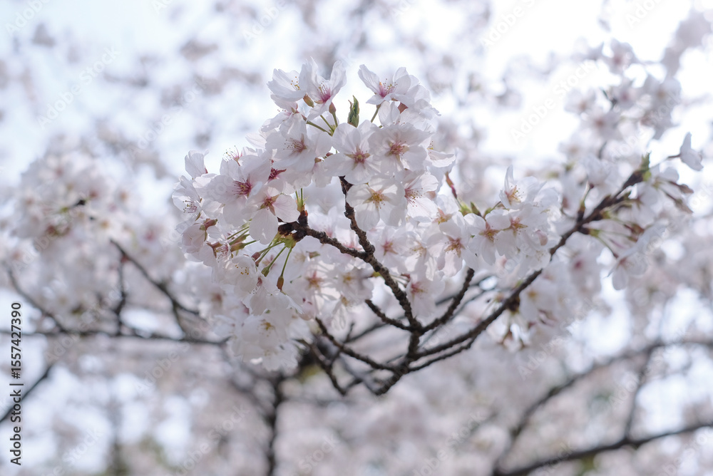 cherry blossoms and buds blooming in spring in Japan cherry blossoms and buds blooming in spring in Japan