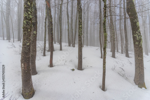 Paesaggio del sottobosco invernale con alberi ricoperti di neve