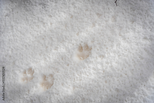 Serie di impronte di lupi selvatici lasciate sulla neve in montagna