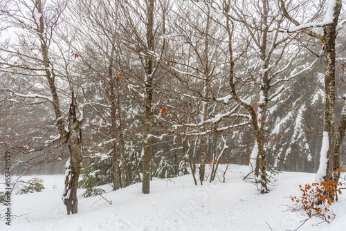 Paesaggio invernale con la neve che ricopre tutto il territorio