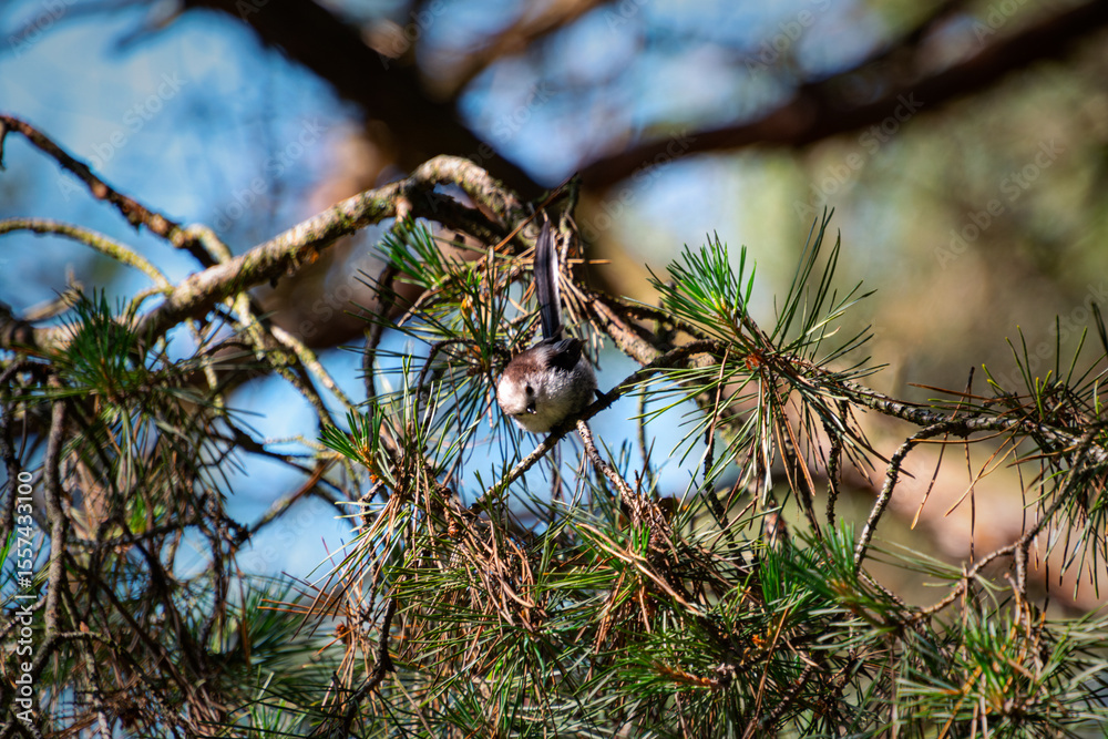 Fototapeta premium Tiny Juvenile Long-Tailed Tit in Pine Forest Close-Up