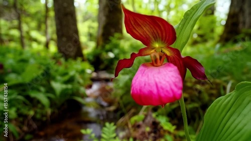 Showy Lady's Slipper orchid flower in natural forest habitat with a babbling brook flowing gently in the background of lush green foliage