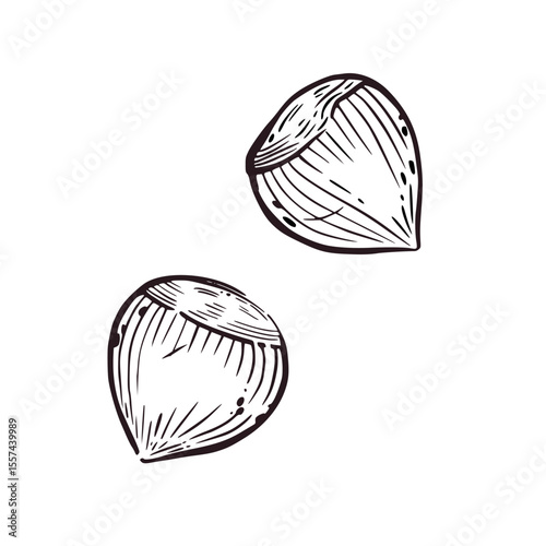 A set of illustrations, hazelnuts, hazelnuts hand-drawn in vector ink. The illustration is suitable for printing on food packaging, store decor, printing on fabric and paper.