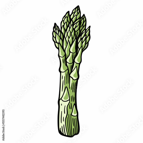 Illustration of Fresh Green Asparagus Bunch on White Background